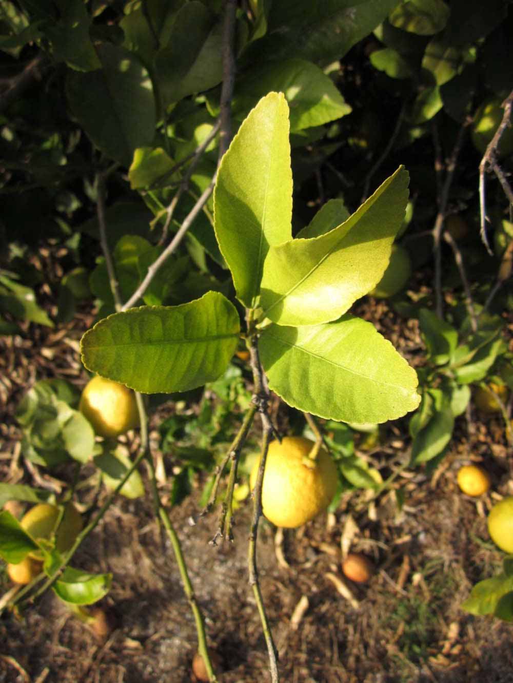            Sun leaves (Todo del Ano, Winter Haven, FL)   